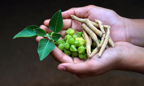 Ashwagandha KSM-66 Cho Người Tập Gym: Giảm Cortisol, Tăng Testosterone — Sự Thật Khoa Học